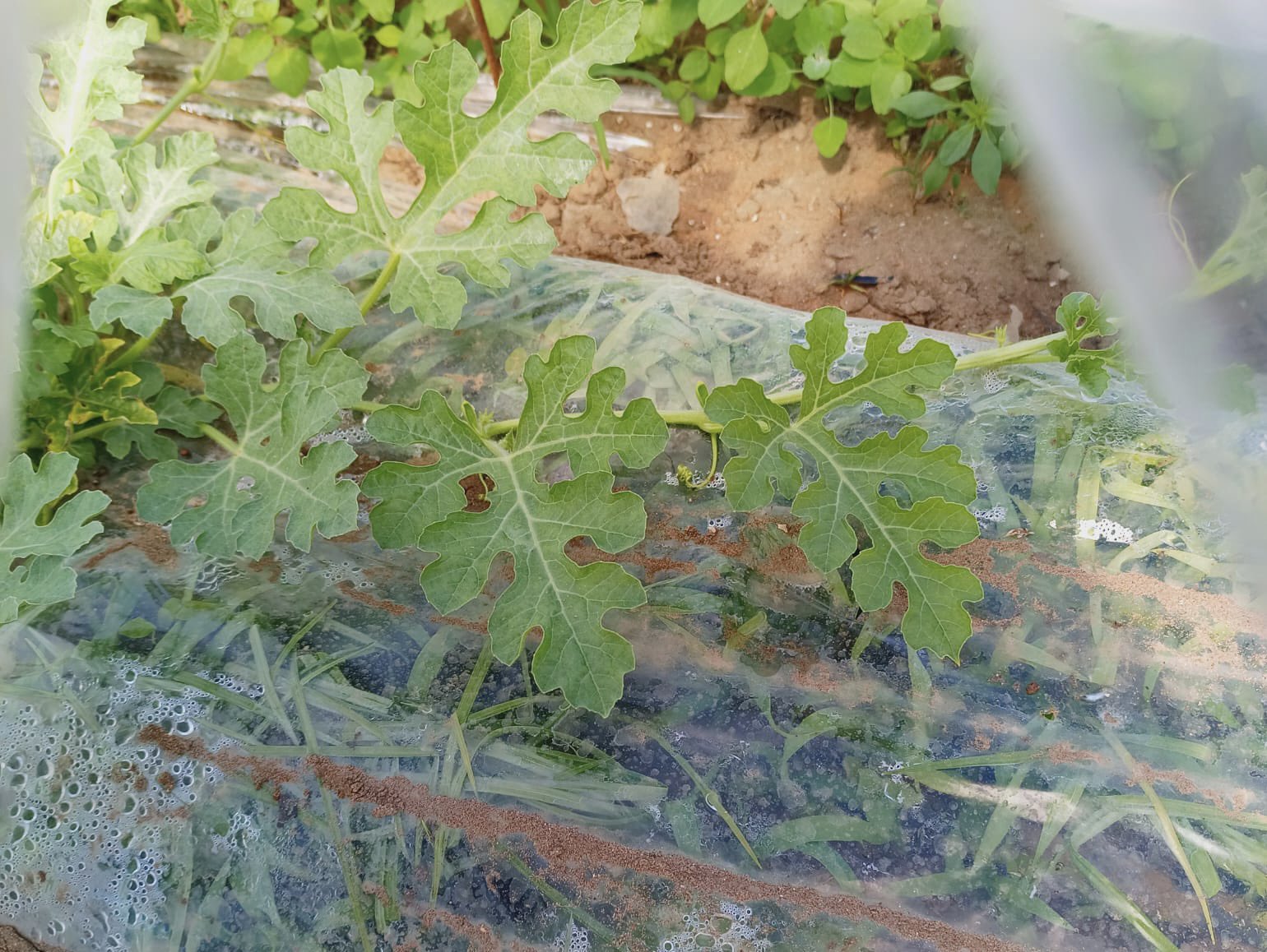 Tarsus'taki marul olayı gerçeği yansıtmıyor