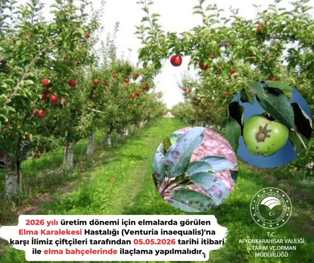 Elma Bahçelerinde Karaleke Hastalığı İçin 2. İlaçlama Uyarısı
