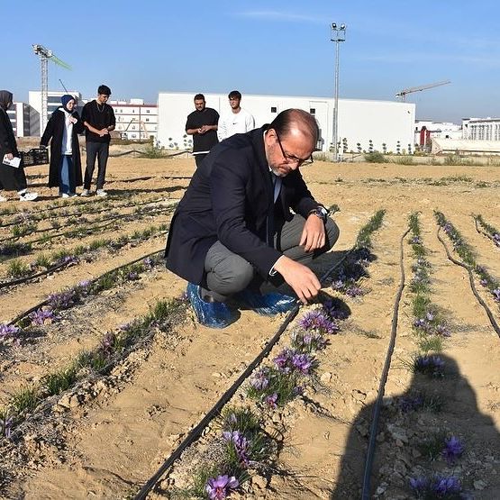 AFSÜ'de Safranın Üçüncü Yıl Hasadı: Tıbbi ve Aromatik Bitkilerde Başarı